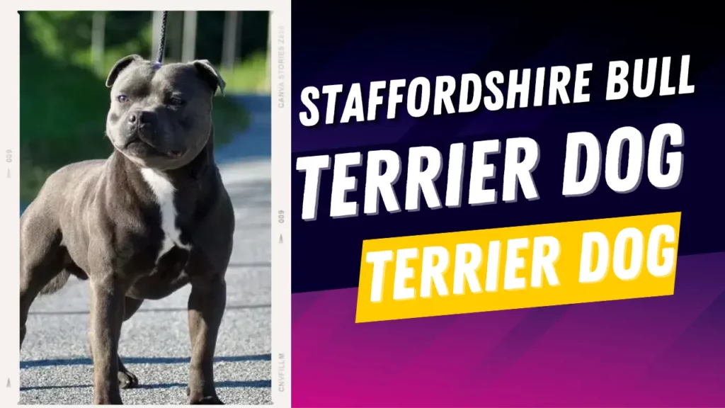 Blue Staffy Staffordshire Bull Terrier Dog Breed Information